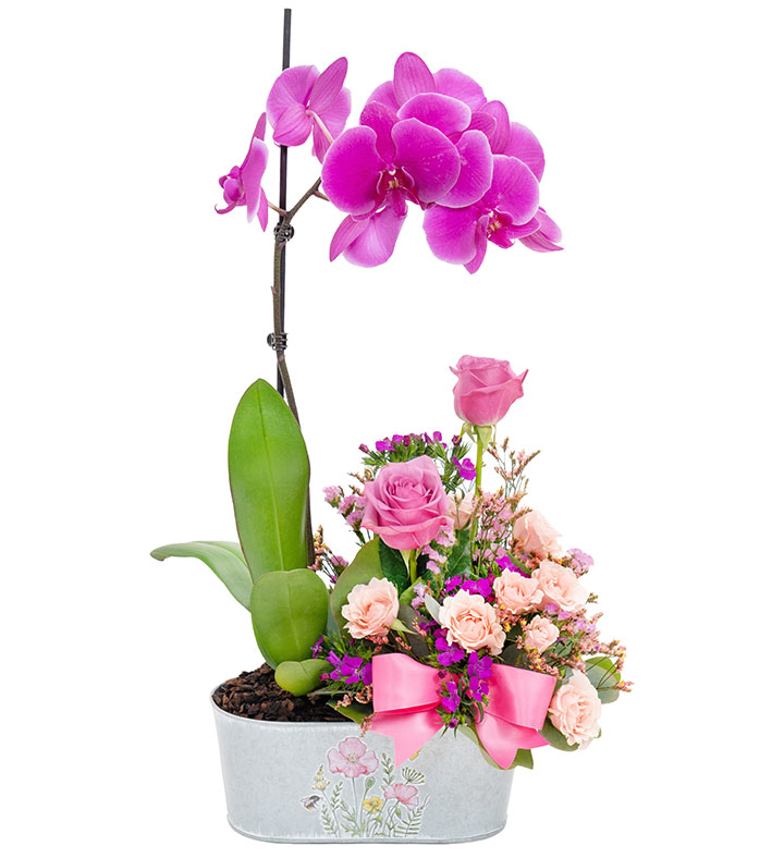 Orchid Elegance for Mom