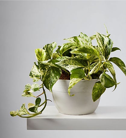 Marble Queen Pothos Potted Plant