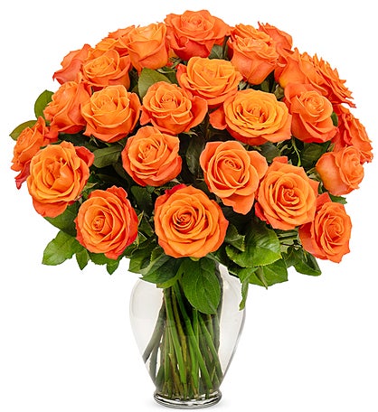 Orange Roses, 36-6 Stems