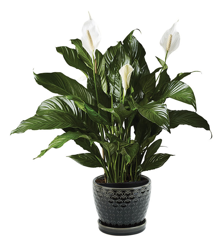 Peace Lily Potted Plant