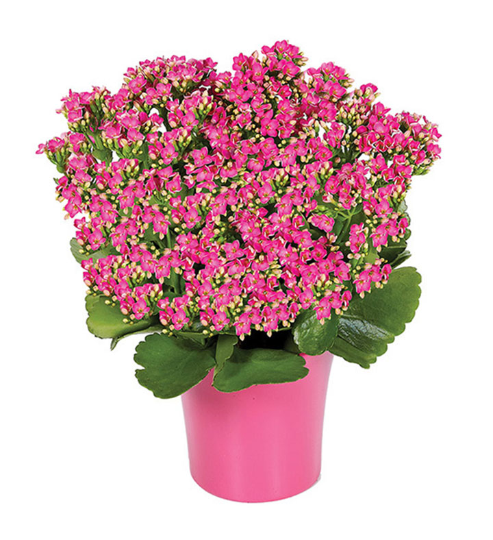 Kalanchoe Plant Arrangement | Florists.com