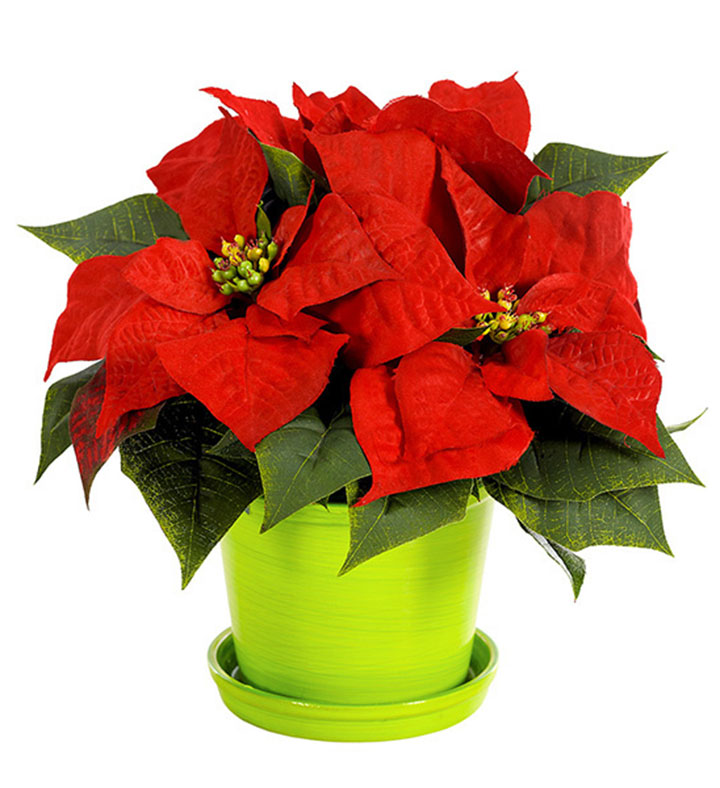 Christmas Poinsettia Surprise