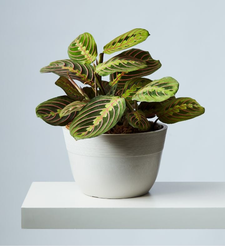 Prayer Potted Plant