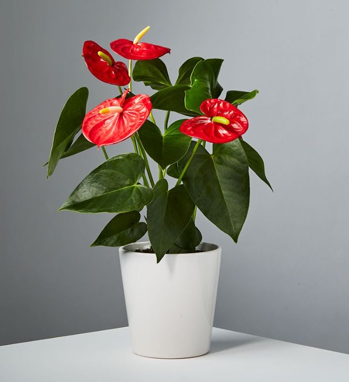 Red Anthurium Potted Plant