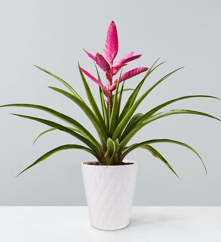 Bromeliad Potted Plant