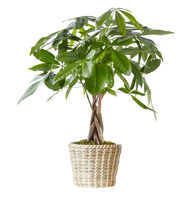 Money Tree Plant