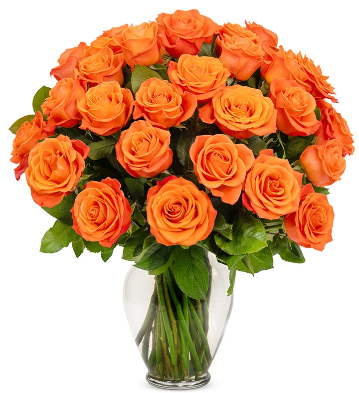 Orange Roses, 36-6 Stems 